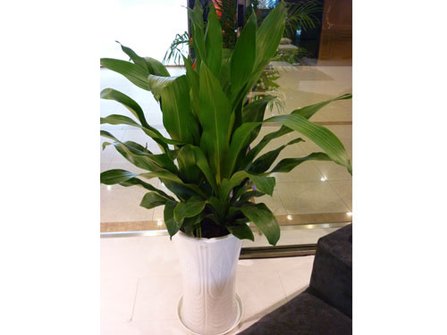 養(yǎng)護(hù)公司如何對(duì)花卉租賃進(jìn)行養(yǎng)護(hù)，有什么好處?
